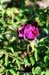 Rockii Peony: TIE MIAN WU SI